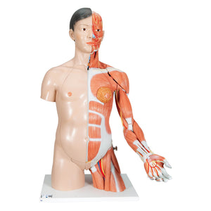 3B Asian Deluxe Dual-Sex Torso  w muscular arm 33-part