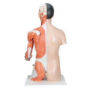 3B Asian Deluxe Dual-Sex Torso  w muscular arm 33-part