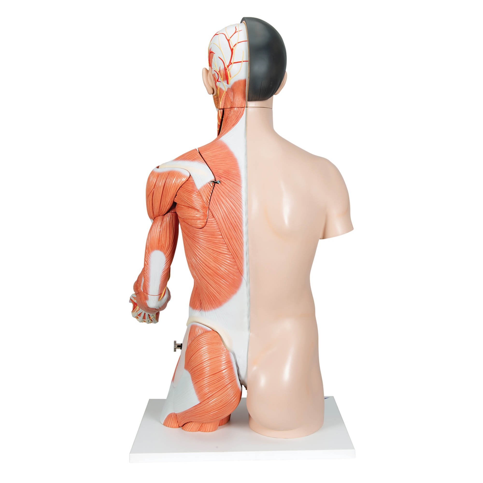 3B Asian Deluxe Dual-Sex Torso  w muscular arm 33-part