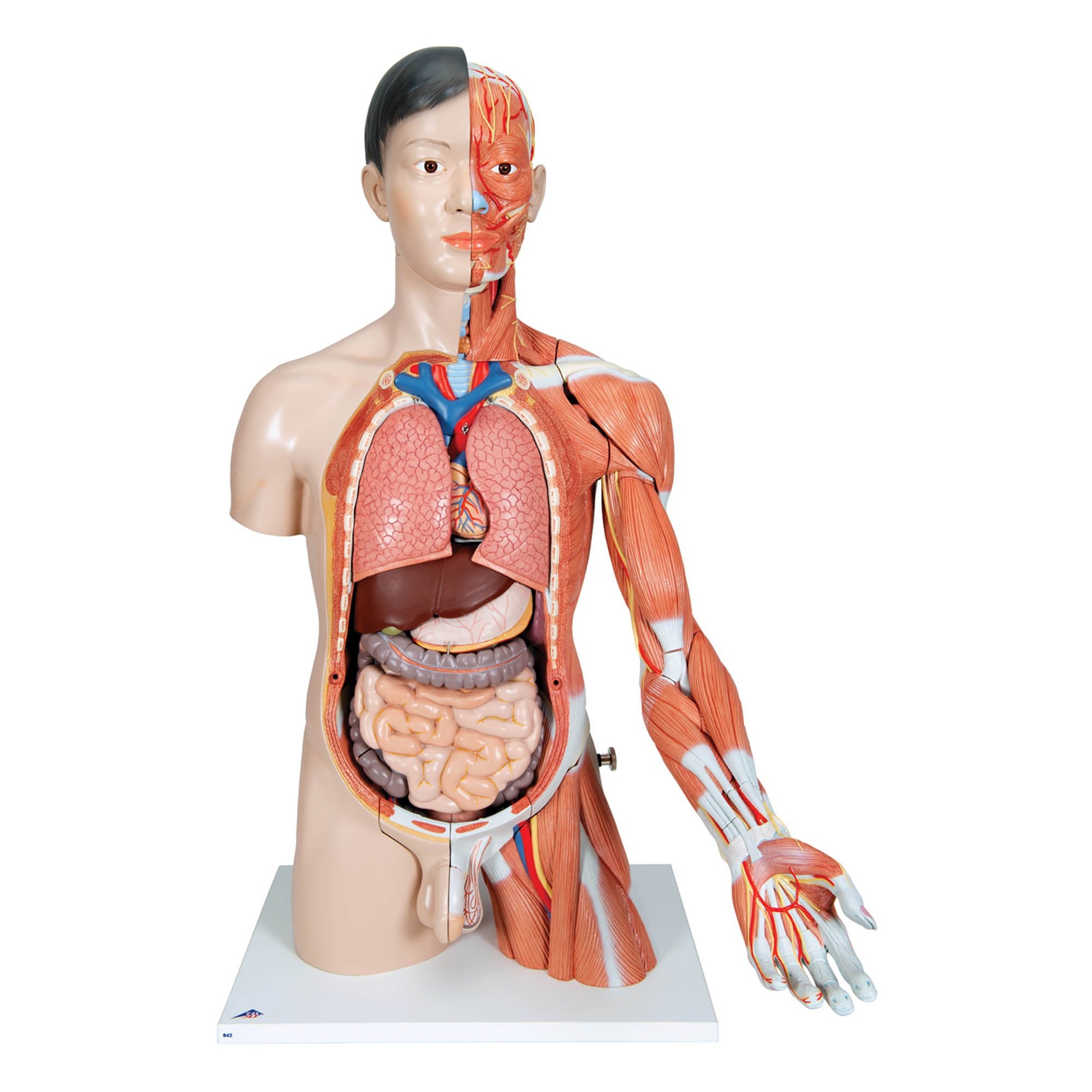 3B Asian Deluxe Dual-Sex Torso  w muscular arm 33-part