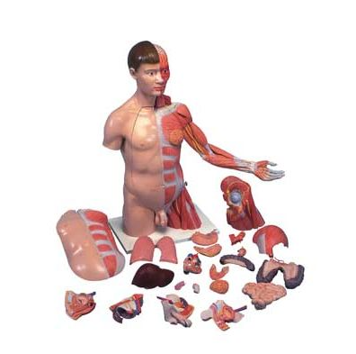 3B Deluxe Torso w muscular arm 33-part