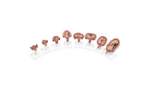 3B Pregnancy series