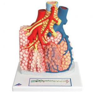 3B Pulmonary Lobule w Surrounding Blood Vessels Model 3B185