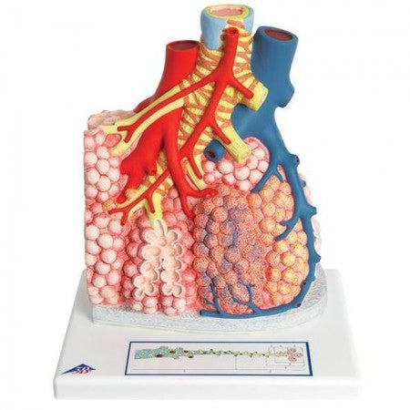 3B Pulmonary Lobule w Surrounding Blood Vessels Model 3B185