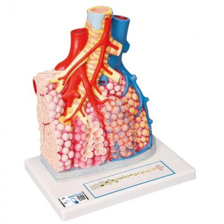 3B Pulmonary Lobule w Surrounding Blood Vessels Model 3B185