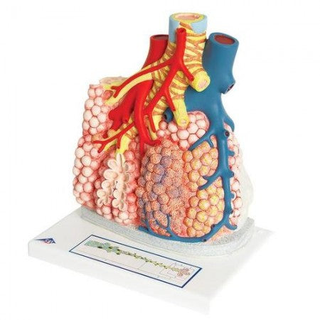 3B Pulmonary Lobule w Surrounding Blood Vessels Model 3B185