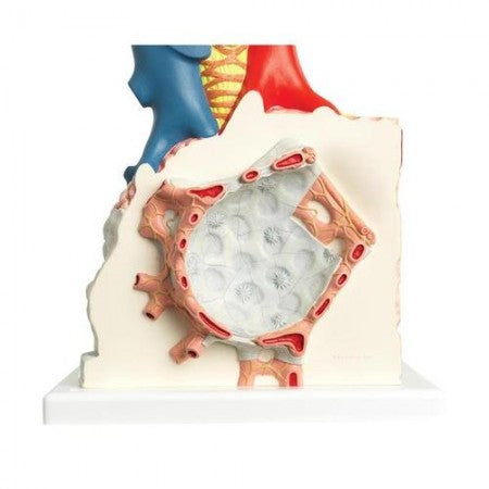 3B Pulmonary Lobule w Surrounding Blood Vessels Model 3B185