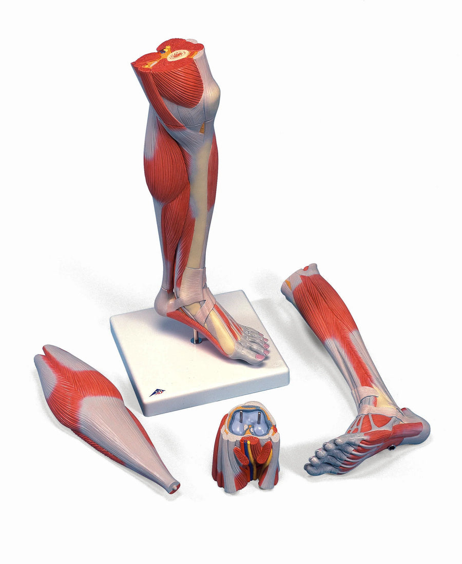 3B Scientific Human Anatomy Models