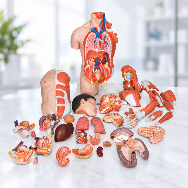 Anatomical models for medical education