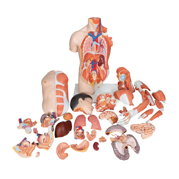Anatomical models for medical education