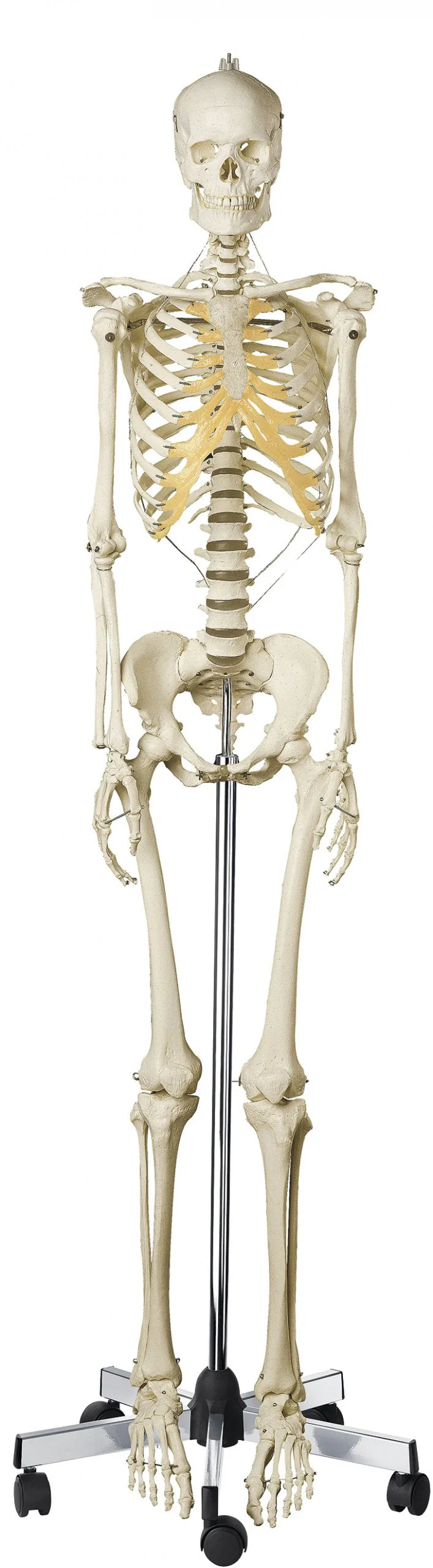 Human Skeleton Models