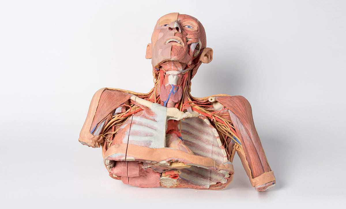 Head, Neck and Shoulder with angiosomes