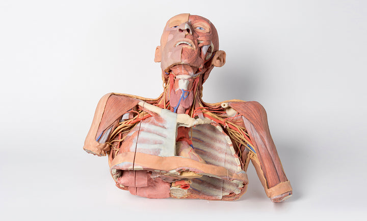 Head, Neck and Shoulder with angiosomes