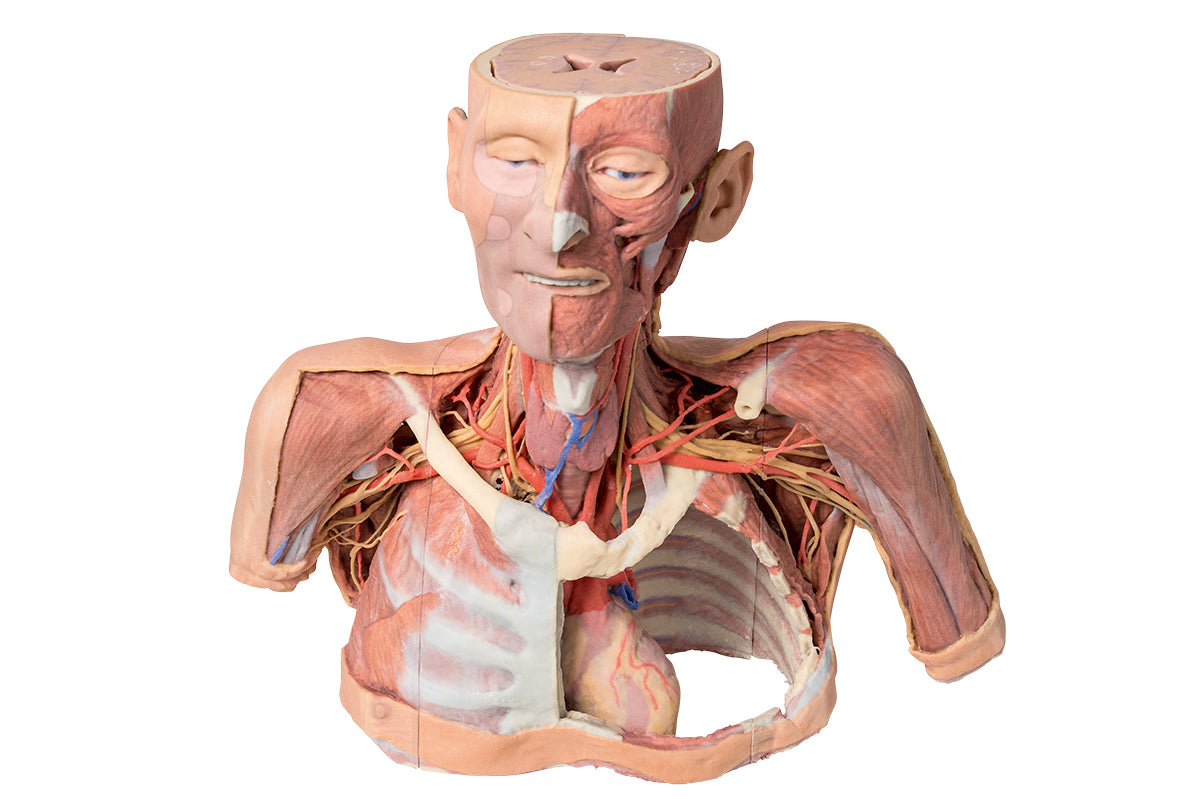 Head, Neck and Shoulder with angiosomes