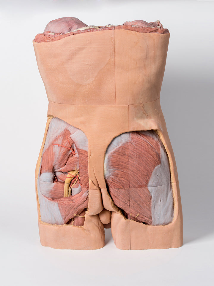 Posterior Abdominal wall
