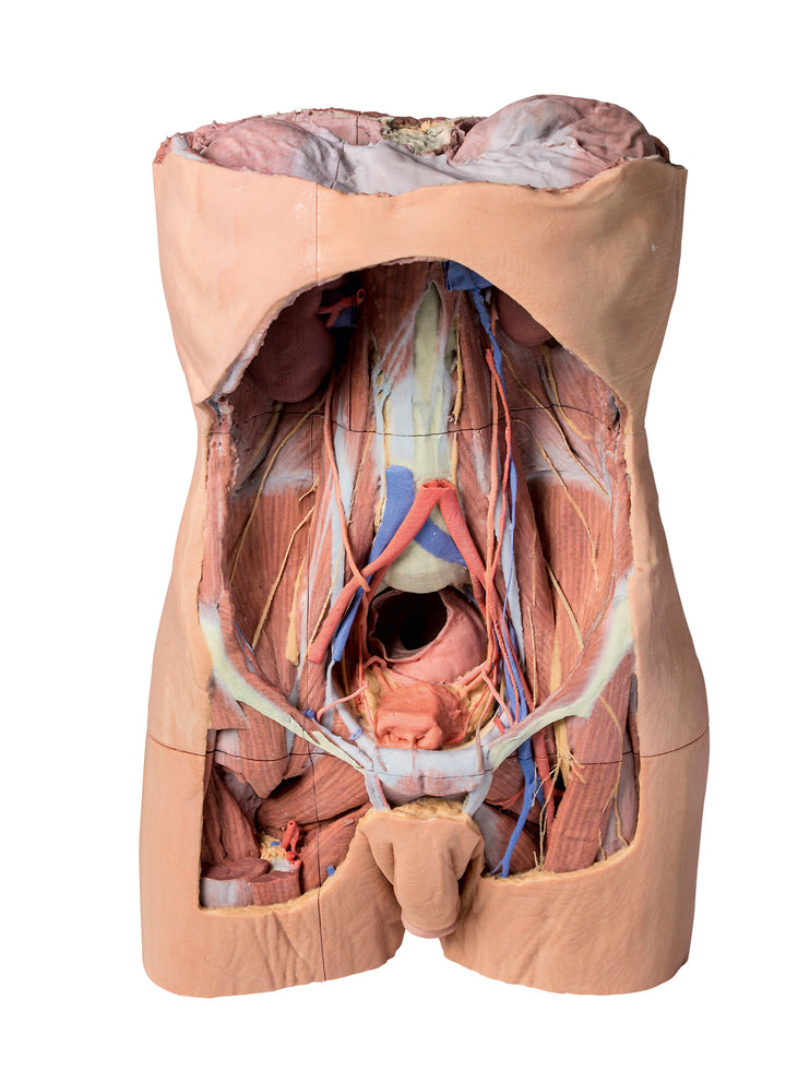 Posterior Abdominal wall