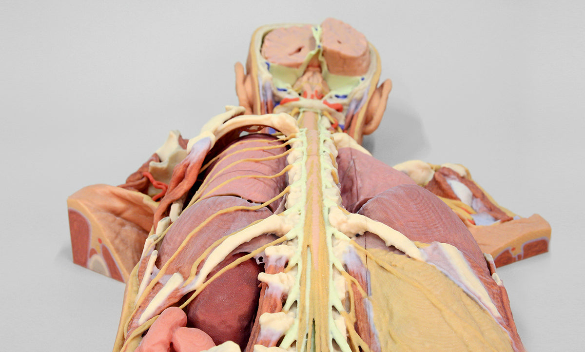 Nervous System Dissection (posterior view)