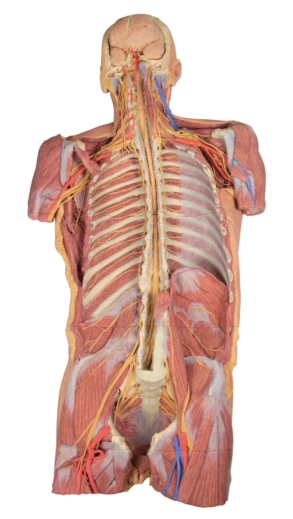 Posterior Body Wall / Ventral Deep Dissection