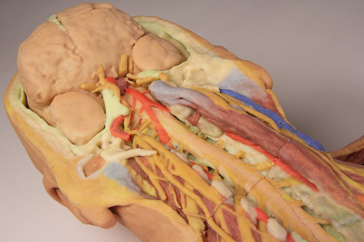 Posterior Body Wall / Ventral Deep Dissection