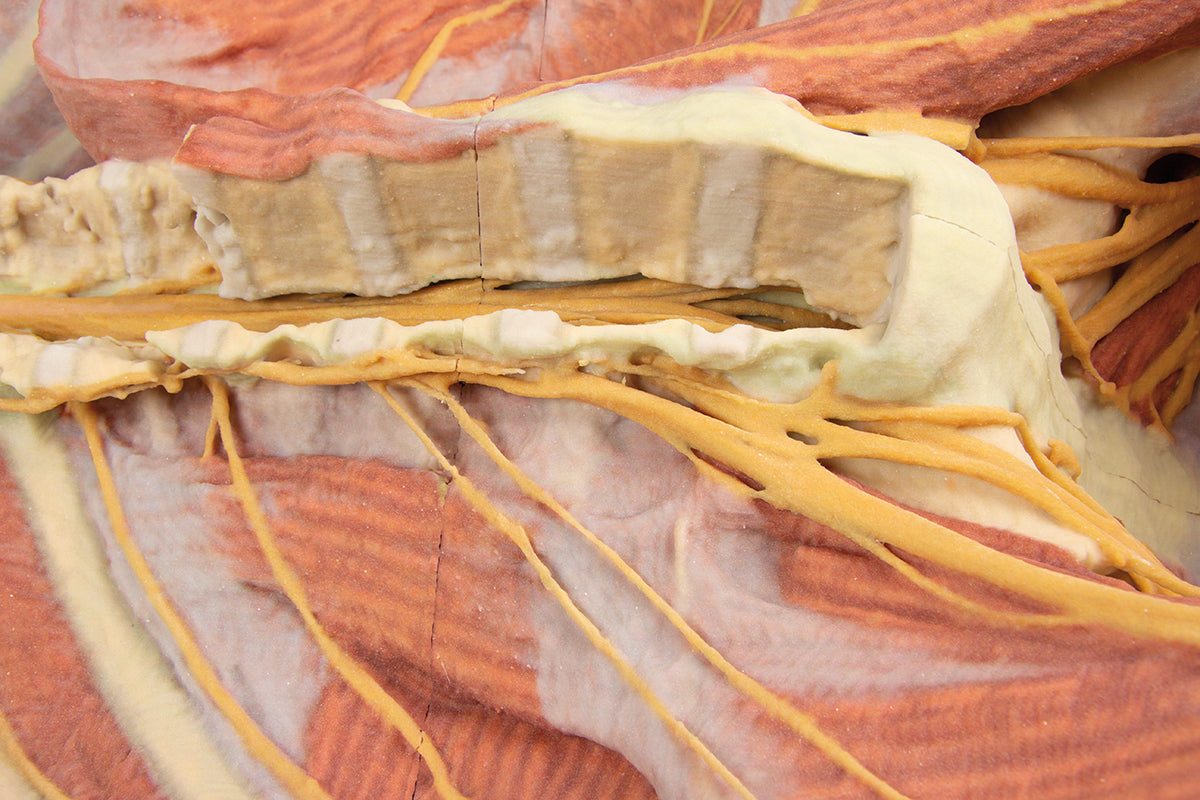 Posterior Body Wall / Ventral Deep Dissection