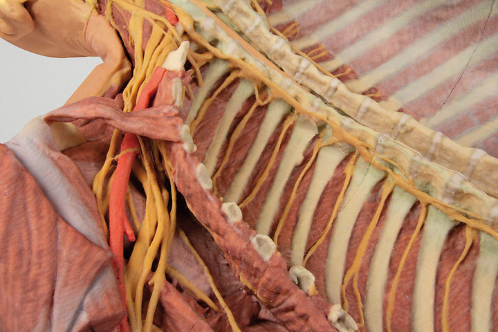 Posterior Body Wall / Ventral Deep Dissection