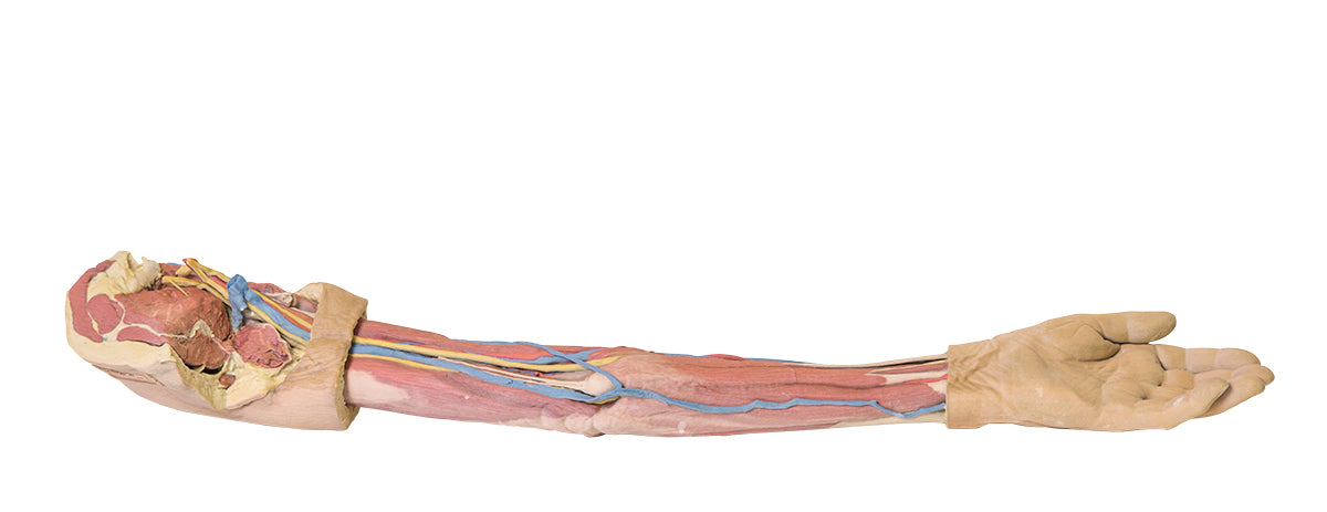 Upper Limb