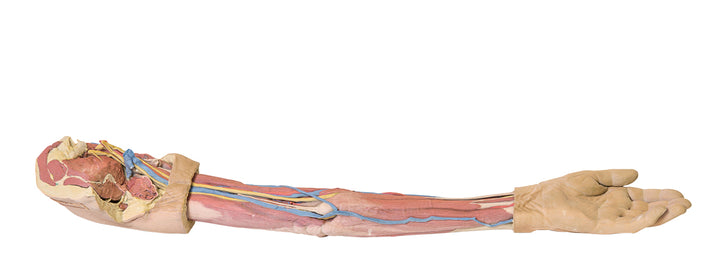 Upper Limb