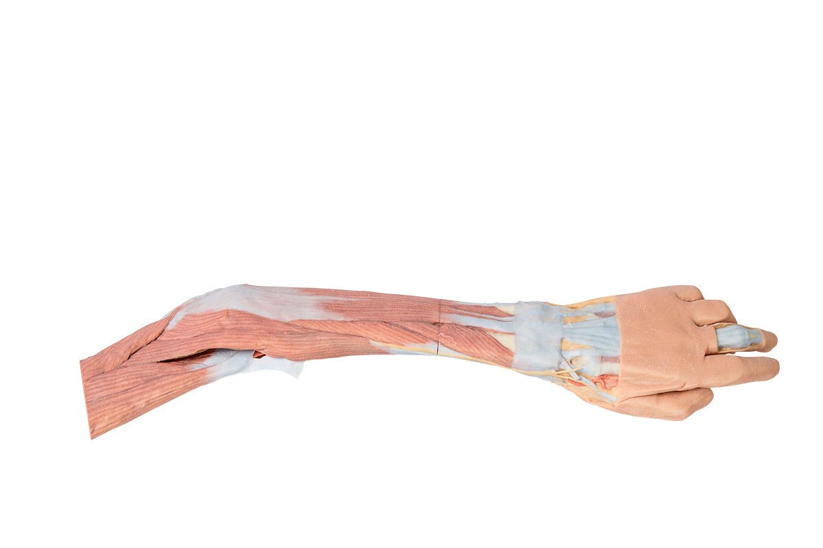 Upper Limb - elbow, forearm and hand