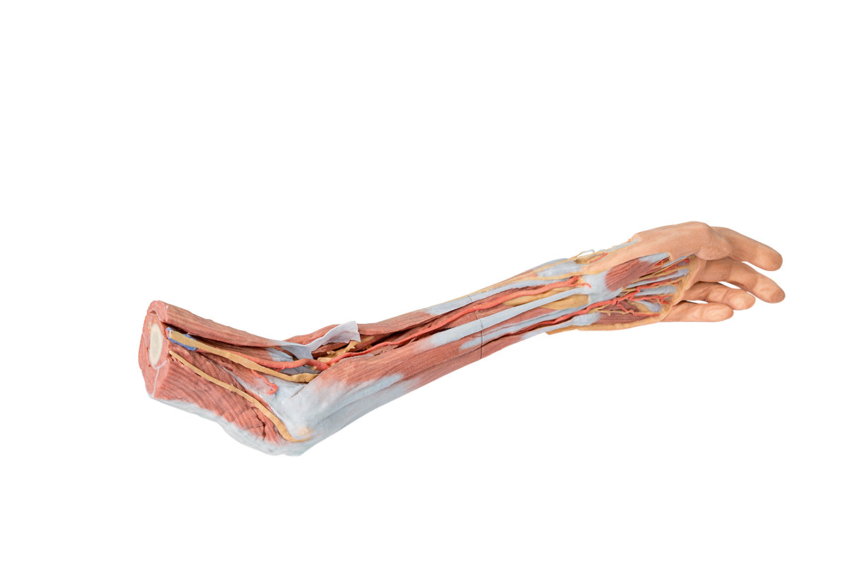 Upper Limb - elbow, forearm and hand