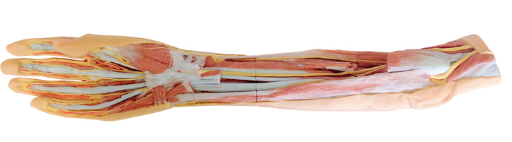 Forearm and hand - superficial and deep dissection
