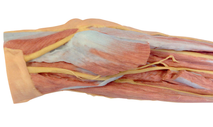 Forearm and hand - superficial and deep dissection