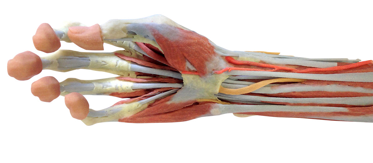 Deep upper limb and hand
