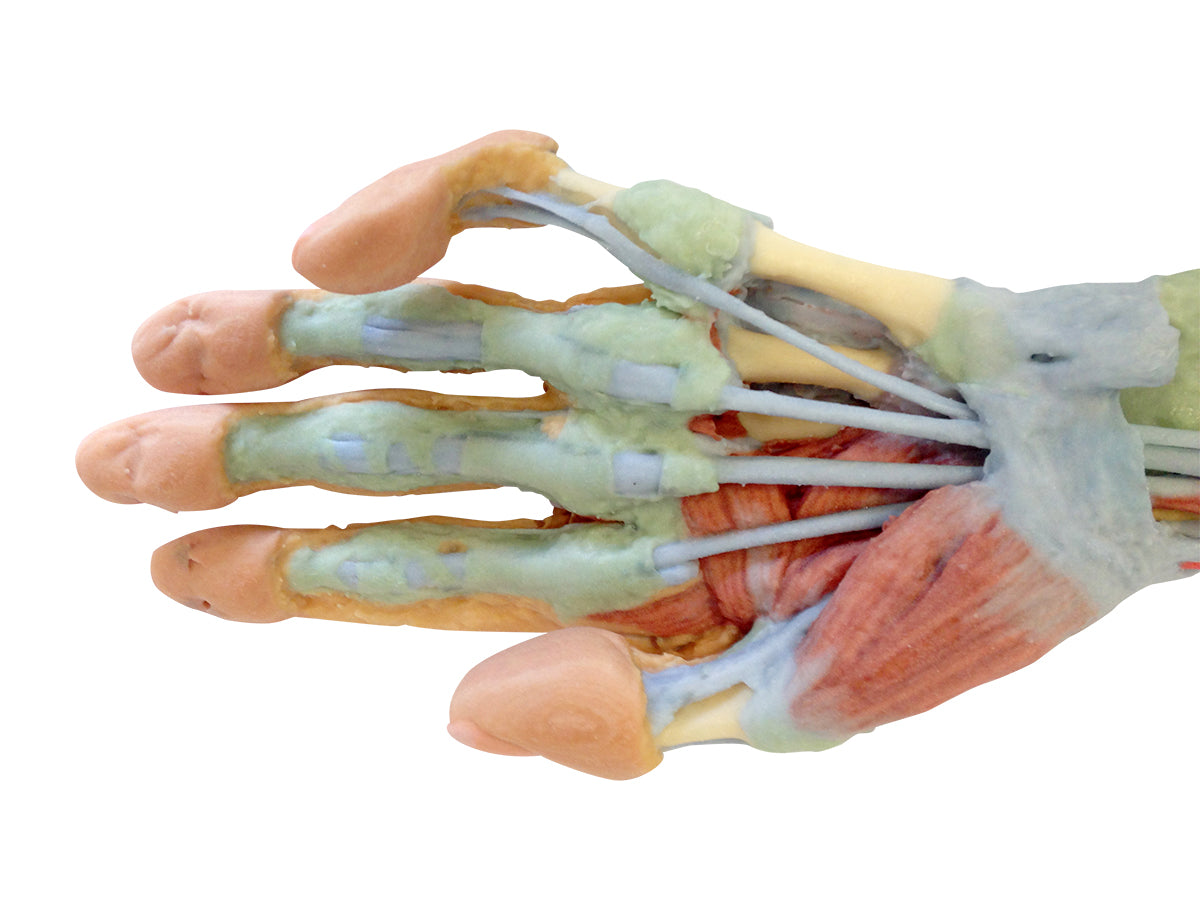 Forearm and hand - deep dissection