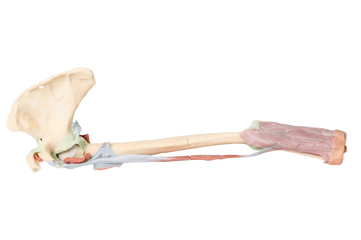 Upper Limb - biceps, bones and ligaments