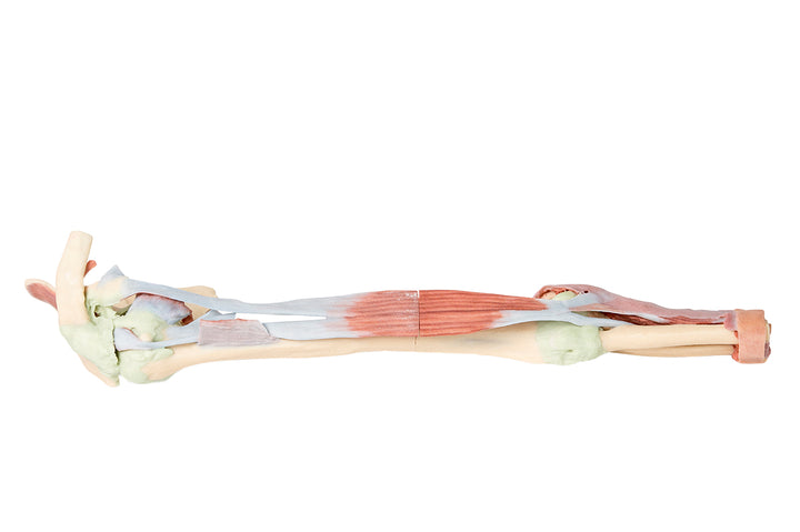 Upper Limb - biceps, bones and ligaments