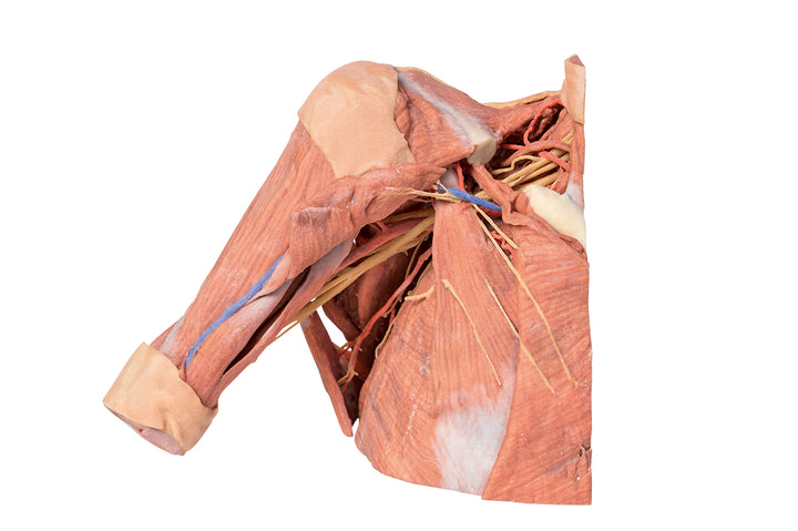Right thoracic wall - axilla, and the root of the neck