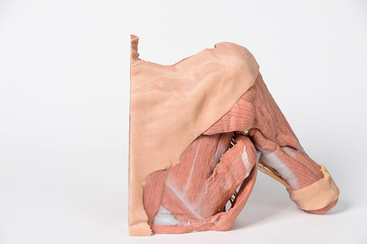 Right thoracic wall - axilla, and the root of the neck