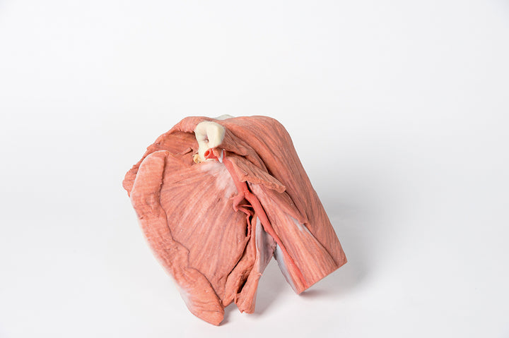 Shoulder (left) - Superficial muscles and axillary/brachial artery