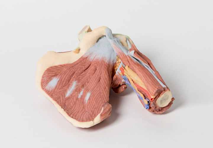 Shoulder - deep dissection of the left shoulder joint, musculature,  and associated nerves and vessels