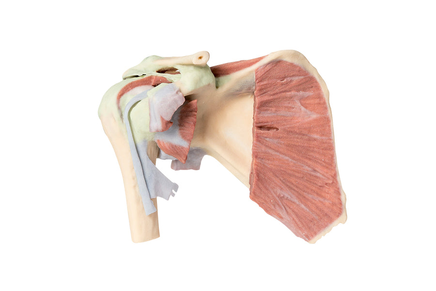 Erler-Zimmer 3D Joint Models