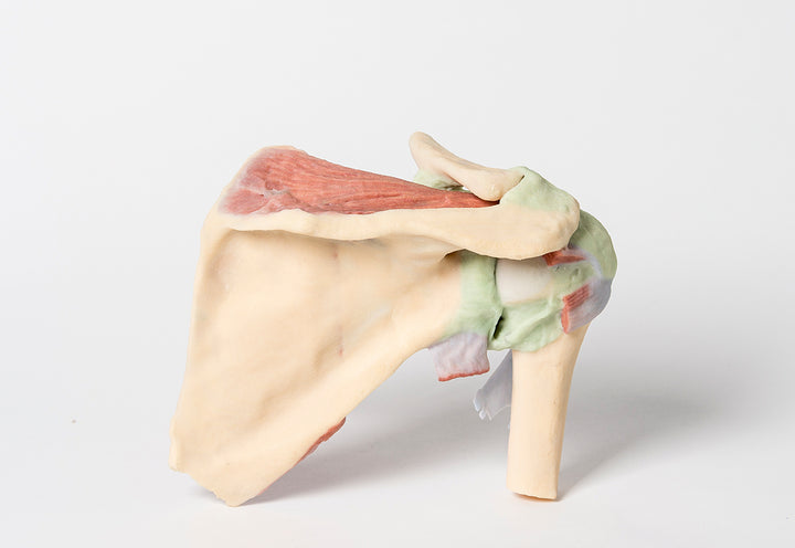 Shoulder - deep dissection of a right shoulder girdle