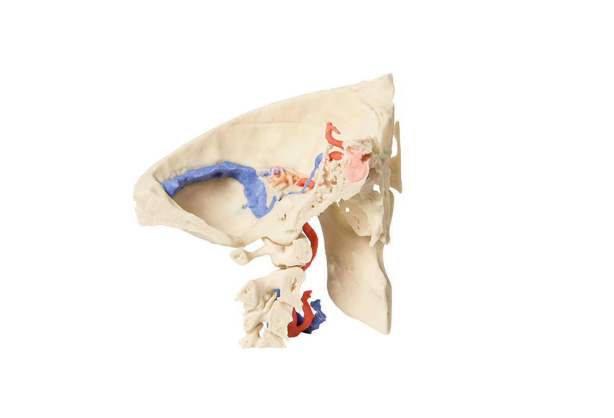 Temporal Bone Model, Set of 3