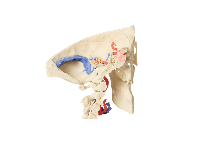 Temporal Bone Model, Set of 3