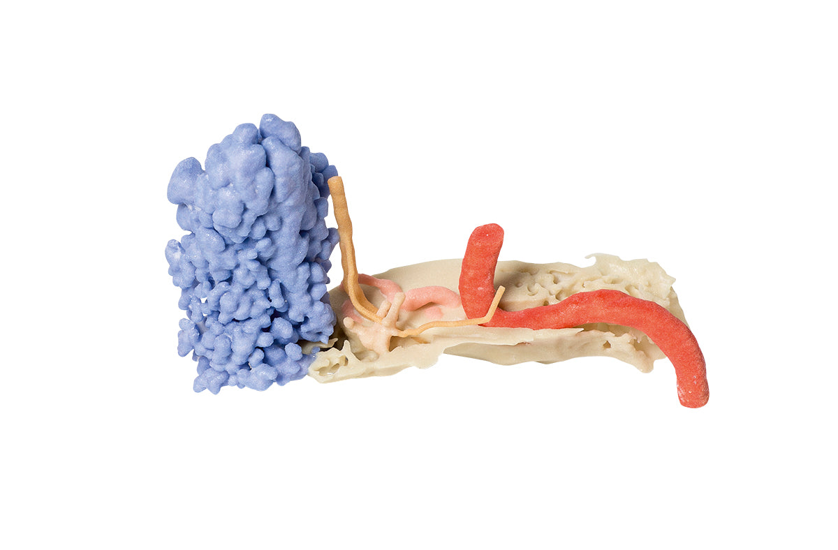 Temporal Bone Model, Set of 3