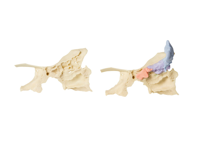 Paranasal Sinus model