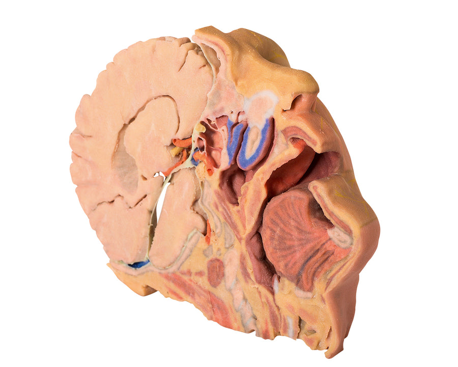 Erler-Zimmer 3D Head and Neck Models