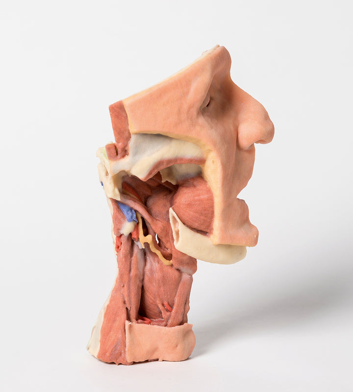 Deep face/Infratemporal fossa