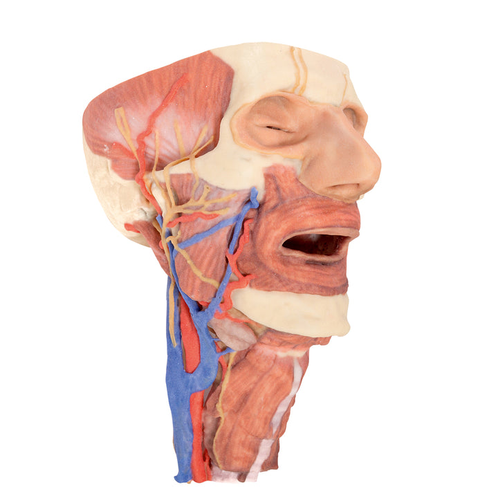 Head and visceral column of the neck