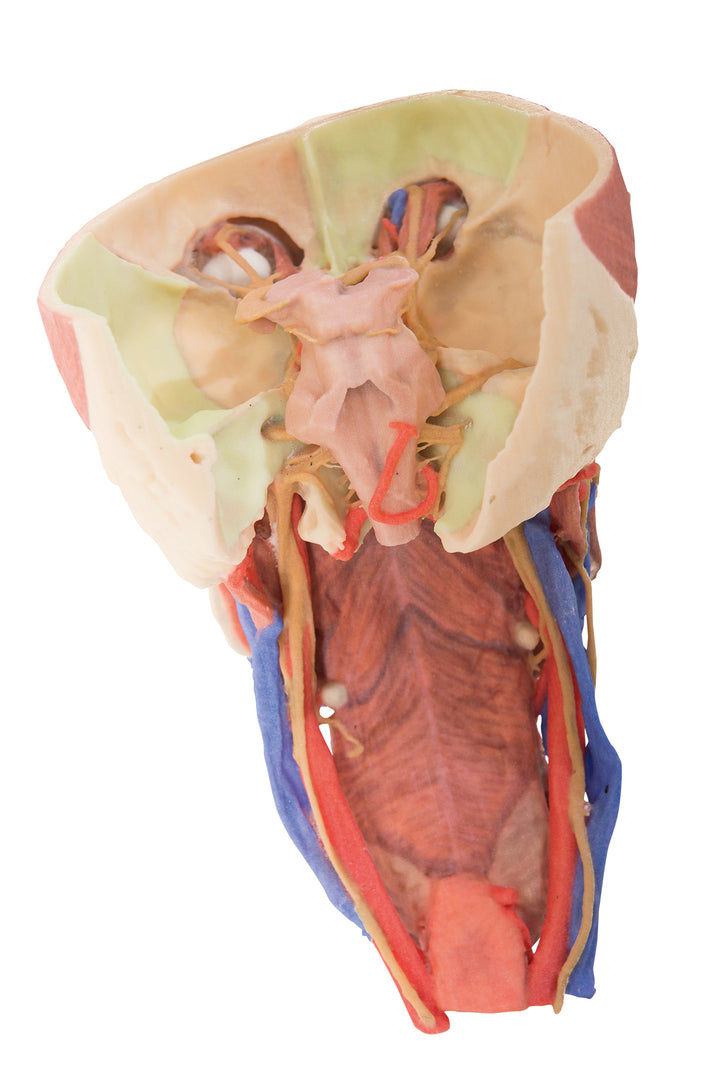 Head and visceral column of the neck