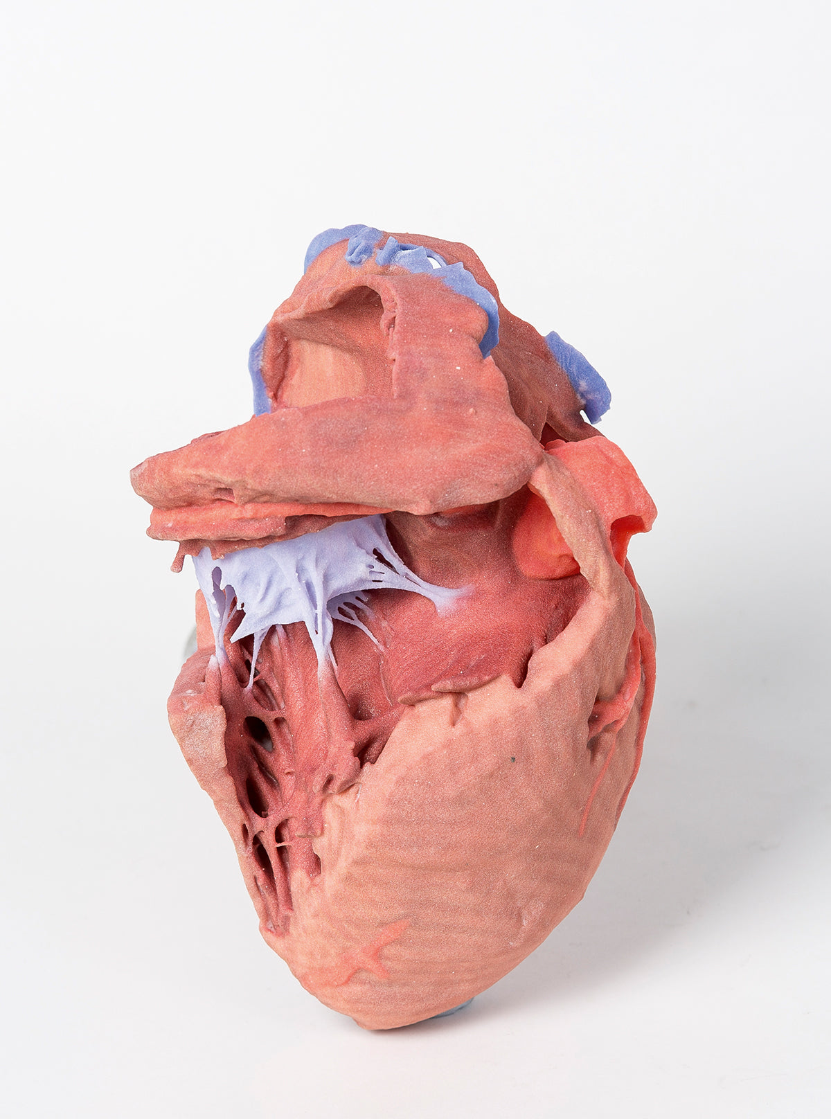 Heart internal structures